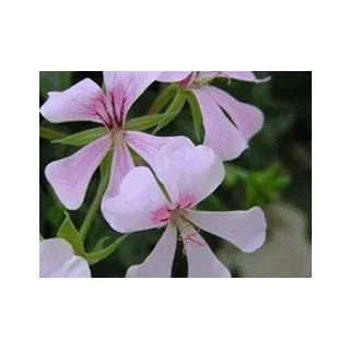 Compra GERANIO REY BALCÓN POLARIS (126 Plantas). en la tienda online Fito Agrícola