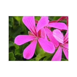 Compra GERANIO REY BALCÓN LILAC (126 Plantas). en la tienda online Fito Agrícola