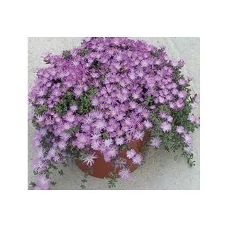 Compra DROSANTEMO PENDULA ROSA (126 Plantas). en la tienda online Fito Agrícola