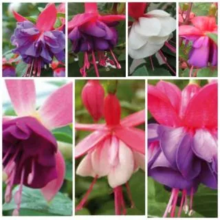 Compra FUCHSIAS MIX (126 Plantas). en la tienda online Fito Agrícola