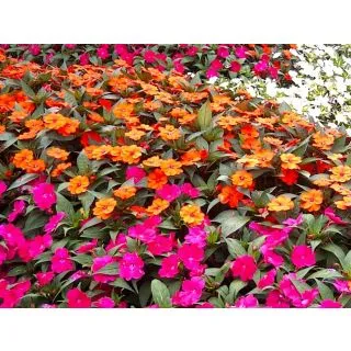 Compra SUNPATIENS MIX (84 Plantas). en la tienda online Fito Agrícola