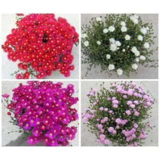 Compra MESSEM DE HOJA PEQUEÑA MIX (126 Plantas). en la tienda online Fito Agrícola