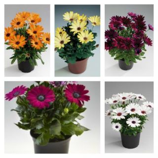 Compra OSTEOSPERMUM ASTRA MIX (126 Plantas) en la tienda online Fito Agrícola