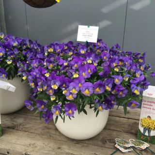 Compra PENSAMIENTO COOL WAVE BLUE SKIES (144 Plantas). en la tienda online Fito Agrícola