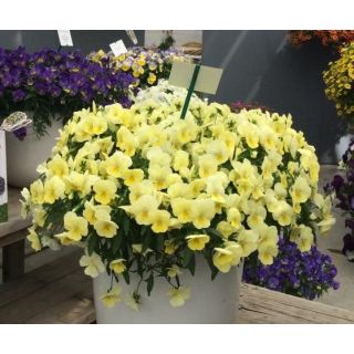 Compra PENSAMIENTO COOL WAVE AMARILLO (144 Plantas). en la tienda online Fito Agrícola