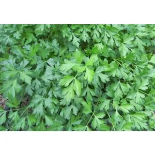 Compra PEREJIL HOJA ANCHA ECOLÓGICO ME11 en la tienda online Fito Agrícola