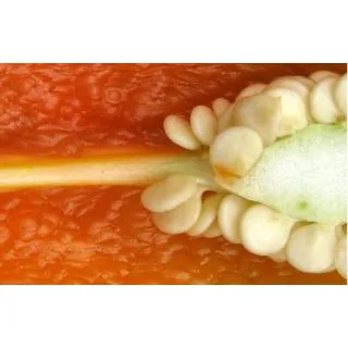 Compra PIMIENTO PICANTE FRESNO NARANJA M11 en la tienda online Fito Agrícola