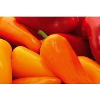 Compra PIMIENTO SNACK COLORES MIX MS6 en la tienda online Fito Agrícola