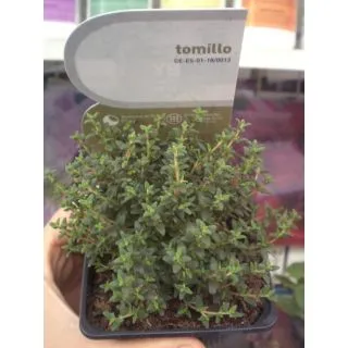 Compra TOMILLO ECOLÓGICO ME11 en la tienda online Fito Agrícola