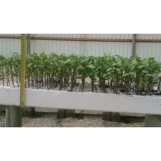 Compra TOMATE BYELSA F1 EPS150 en la tienda online Fito Agrícola