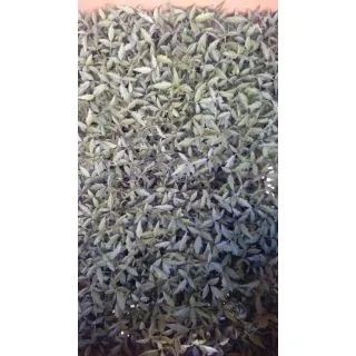 Compra TOMATE GORDO RASTRERO F1 EPS247 en la tienda online Fito Agrícola