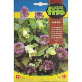 Compra COBEA SCANDENS VARIADA (1 gr.). en la tienda online Fito Agrícola