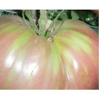 Compra TOMATE MORADO EPS247 en la tienda online Fito Agrícola