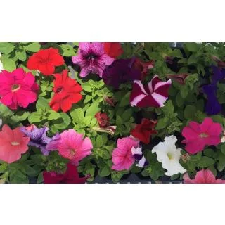 Compra PETUNIAS GRANDIFLORA MEZCLA PLANTEL DESARROLLADO (28 Plantas) en la tienda online Fito Agrícola