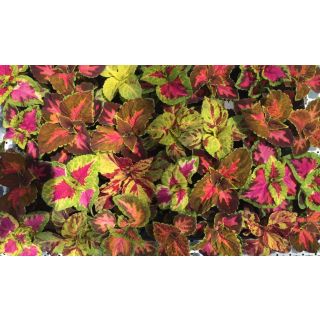 Compra COLEOS MEZCLA PLANTEL DESARROLLADO (28 Plantas) en la tienda online Fito Agrícola