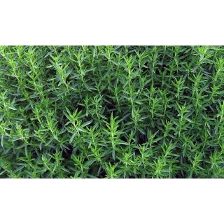 Compra AJEDREA PLANTEL DESARROLLADO (28 Plantas) en la tienda online Fito Agrícola