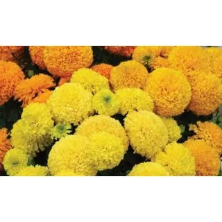 Compra TAGETE ERECTA ANTIGUA TAISHAN / PROUD MARY MIXT (240 Plantas). en la tienda online Fito Agrícola