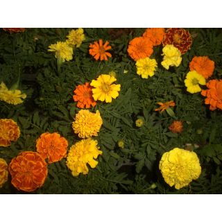 Compra TAGETES PATULA BONANZA MEZCLA PLANTEL DESARROLLADO (28 Plantas) en la tienda online Fito Agrícola