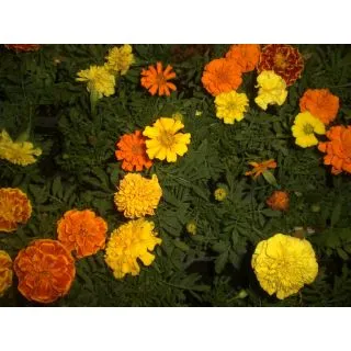Compra TAGETES PATULA BONANZA MEZCLA PLANTEL DESARROLLADO (28 Plantas) en la tienda online Fito Agrícola