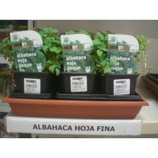 Compra ALBAHACA HOJA PEQUEÑA ECOLÓGICA ME11 en la tienda online Fito Agrícola