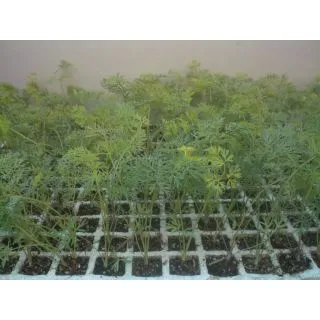 Compra ZANAHORIA EPS247 en la tienda online Fito Agrícola