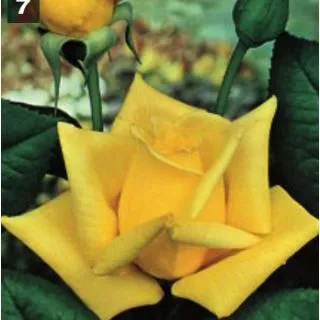 Compra ROSAL LANDORA en la tienda online Fito Agrícola