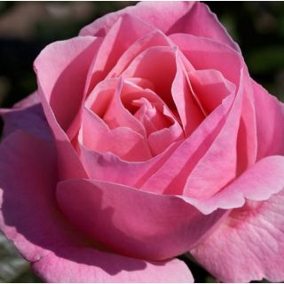 Compra ROSAL QUEEN ELISABETH en la tienda online Fito Agrícola