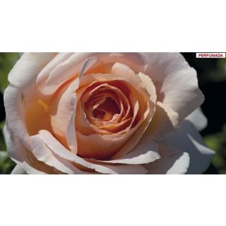 Compra ROSAL ANDRE LE NOTRE ® - Meiceppus en la tienda online Fito Agrícola