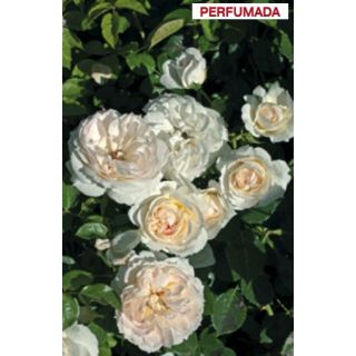 Compra ROSAL MON JARDIN ET MA MAISON® Meichavr (Trepador) en la tienda online Fito Agrícola