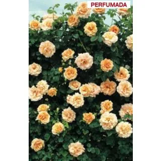 Compra ROSAL POLKA ® - Meitosie (Trepador) en la tienda online Fito Agrícola