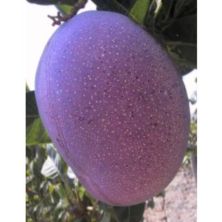 Compra MANGO TOMMY ATKINS en la tienda online Fito Agrícola