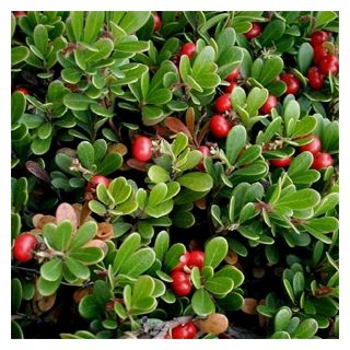 Compra ARCTOSTAPHYLLOS UVA-URSI GAYUBA (100 gr.). en la tienda online Fito Agrícola