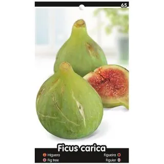Compra HIGUERA VERDIAL - VERDAL en la tienda online Fito Agrícola
