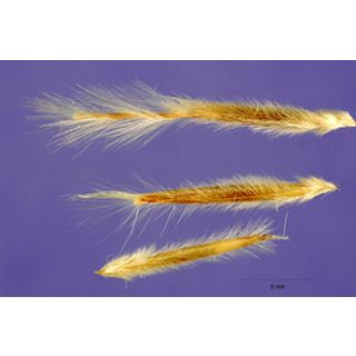 Compra ESPARTO (10 gr.). en la tienda online Fito Agrícola