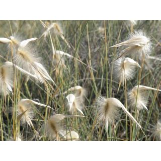 Compra ALBARDÍN (50 gr.). en la tienda online Fito Agrícola