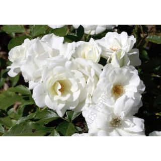 Compra ROSAL ICEBERG en la tienda online Fito Agrícola