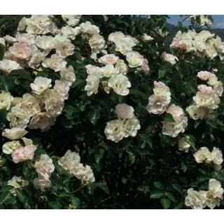 Compra ROSAL PEARL LA SEVILLANA ® - Meichonar en la tienda online Fito Agrícola