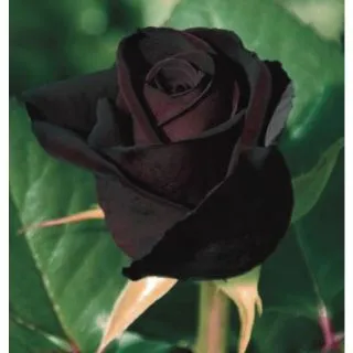 Compra ROSAL BLACK BACCARA ® - Meidebenne en la tienda online Fito Agrícola