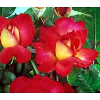 Compra ROSAL BOLSHOÏ ® - Meizuzes en la tienda online Fito Agrícola