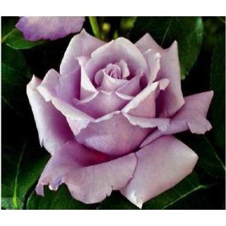 Compra ROSAL CHARLES DE GAULLE ® Meilanein en la tienda online Fito Agrícola