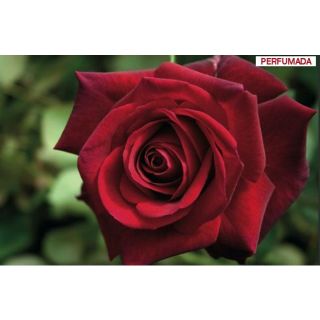 Compra ROSAL EDITH PIAF ® Meiramboys en la tienda online Fito Agrícola