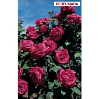 Compra ROSAL LOLITA LEMPICKA® Meizincarosar (Trepador) en la tienda online Fito Agrícola