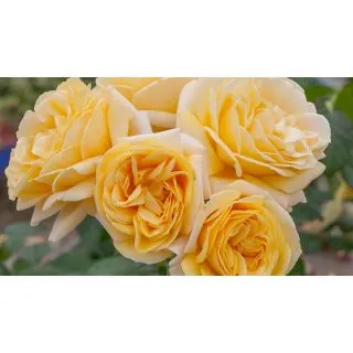 Compra ROSAL MICHELANGELO ® - Meitelov en la tienda online Fito Agrícola