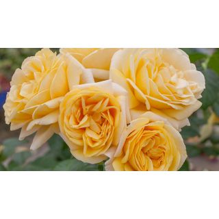 Compra ROSAL MICHELANGELO ® - Meitelov en la tienda online Fito Agrícola