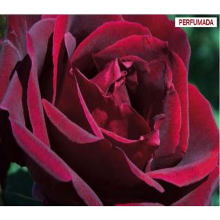 Compra ROSAL PAPA MEILLAND ® - Meicesar en la tienda online Fito Agrícola