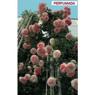 Compra ROSAL PIERRE DE RONSARD ® - Meiviolin (Trepador) en la tienda online Fito Agrícola