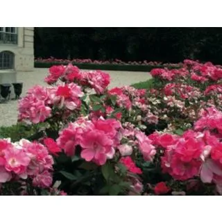 Compra ROSAL PINK KNOCK OUT ® - Meigadraz en la tienda online Fito Agrícola