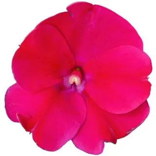 Compra SUNPATIENS MAGENTA(84 Plantas). en la tienda online Fito Agrícola