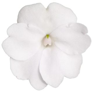 Compra SUNPATIENS WHITE (84 Plantas). en la tienda online Fito Agrícola