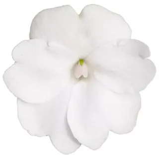 Compra SUNPATIENS WHITE (84 Plantas). en la tienda online Fito Agrícola